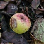 Malus domestica Fruit