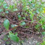 Kalanchoe manginii Folha