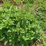 Chenopodium bonus-henricus Leaf