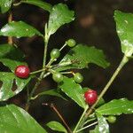 Psychotria orosiana Leaf