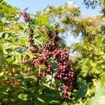 Rhus copallinum फल