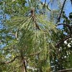 Pinus canariensis List