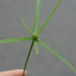Cyperus aromaticus Folio