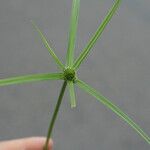 Cyperus aromaticus Folha