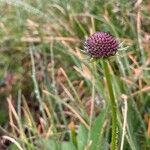 Scabiosa lucidaFlower