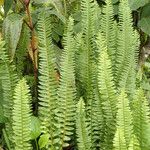 Nephrolepis undulata Blatt