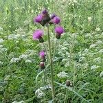 Cirsium rivulare Fula