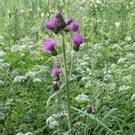 Cirsium rivulare Blomma