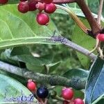 Viburnum odoratissimum Blad