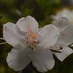 Rhododendron horlickianum