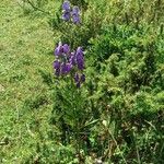 Aconitum napellusÇiçek