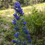 Echium vulgareКвітка