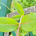 Lonicera flava Leaf