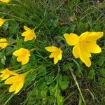 Zephyranthes citrina Flors