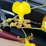 Oncidium baueri Folha