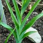 Iris cristata Leaf