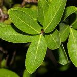 Semialarium mexicanum Fulla