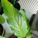 Spathiphyllum floribundum Leaf