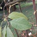 Halesia carolina Blad