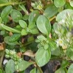 Polycarpon tetraphyllum 葉