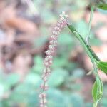 Cyathula prostrata പുഷ്പം