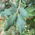 Quercus suberLeaf