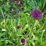 Allium giganteum Habit