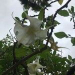 Brugmansia arborea Λουλούδι