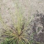 Sporobolus indicus Libunga