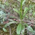 Dactylorhiza romana Leaf