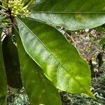 Buchanania sessifolia Blatt