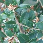 Osmanthus delavayi Levél