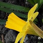 Narcissus jonquillaFlor