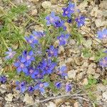 Lysimachia monelliFlower