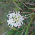 Allium ericetorum 花