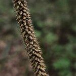 Carex pendula Fruit