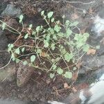 Dichondra micrantha Habit