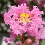 Lagerstroemia speciosa Květ