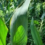 Canna glauca Frunză