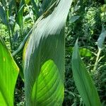 Canna glauca Blad