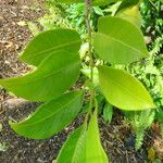 Myristica fragrans Yaprak