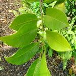 Myristica fragrans Leaf