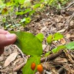 Prosartes hookeri Fruto