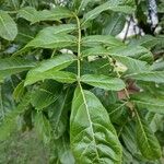 Pongamia pinnata Blad