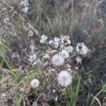 Erigeron acris花