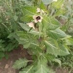 Hyoscyamus niger Flower