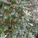 Photinia fraseri 整株植物