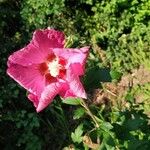 Hibiscus mutabilisKvět