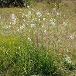 Anthericum ramosum Libunga