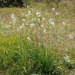 Anthericum ramosum Buveinė